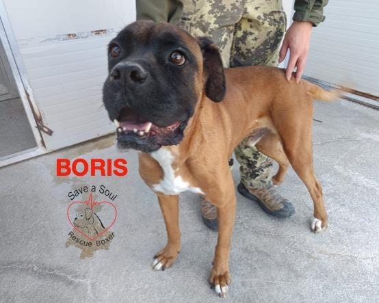 Boris boxer puro di 5 anni in adozione Foto 4
